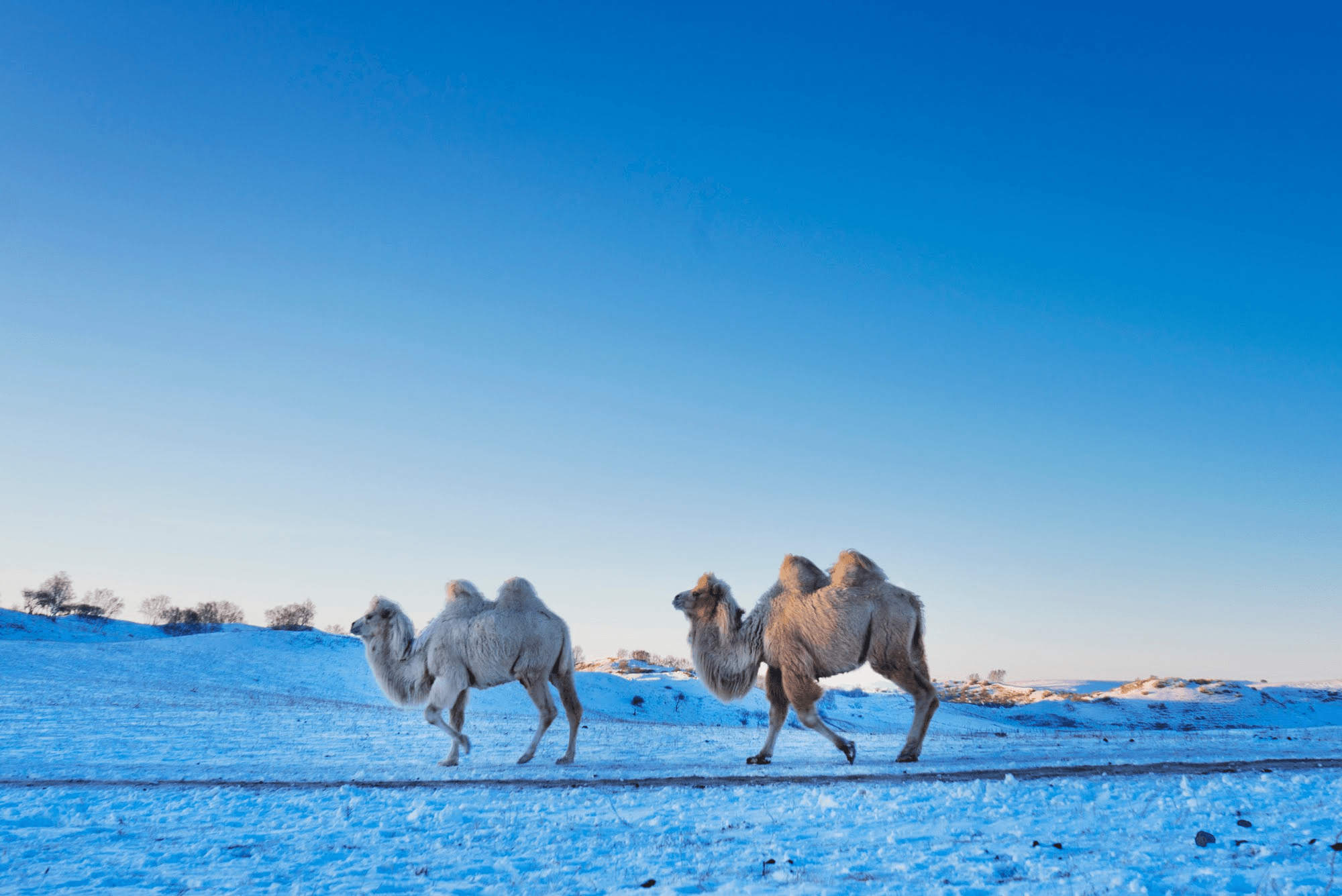 Sleeper Train - Camel Winter