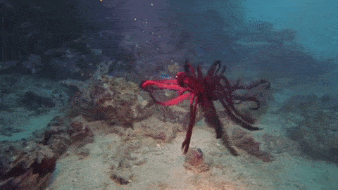Interesting weird fluffy creatures feather star in singapore southern shores