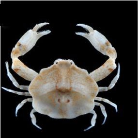 Plate crab new creature found in pulau hantu
