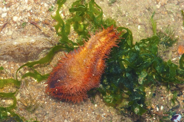 Weird creature spiny sea cucumber johor straits