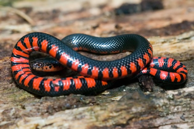 Western mud snake new snake found in nee soon swamp singapore