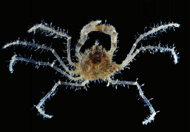 Weird spider crab pulau sekudu chek jawa 