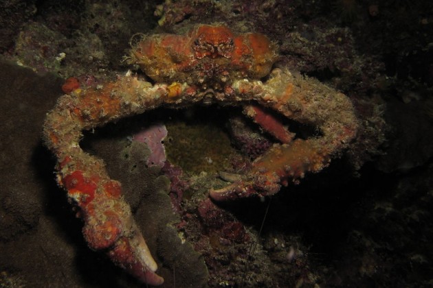 Horrid elbow crab new creatures found st. john's island