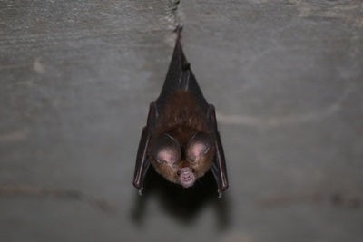 Ashy roundleaf bat new creatures found in singapore pulau ubin