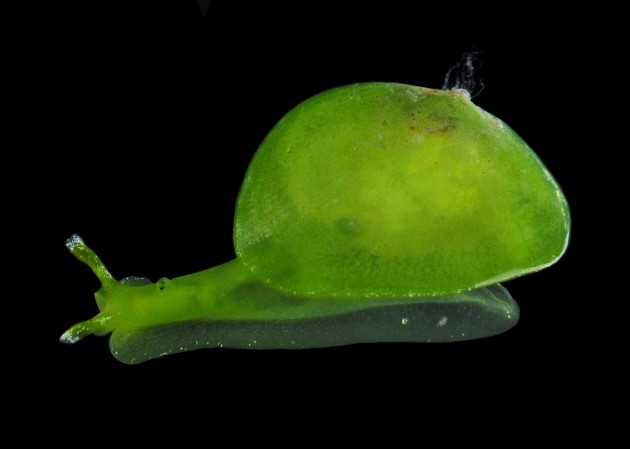 Marine slug Saint john's island new creature found