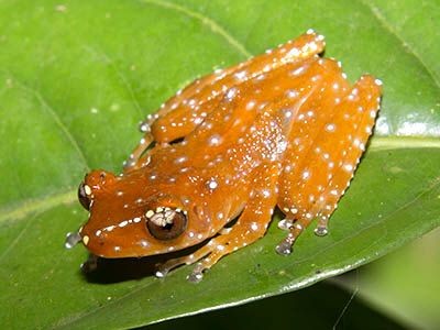 Cinnamon bush frog new creatures found in central forests singapore