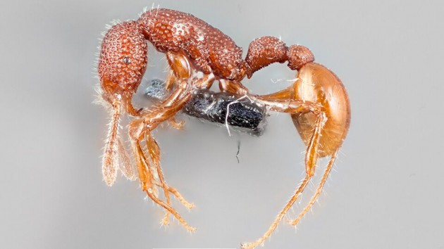 T-rex ant new ants found in mandai forest