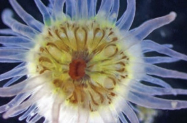 Lipstick sea anemone new creatures found in singapore pulau ubin
