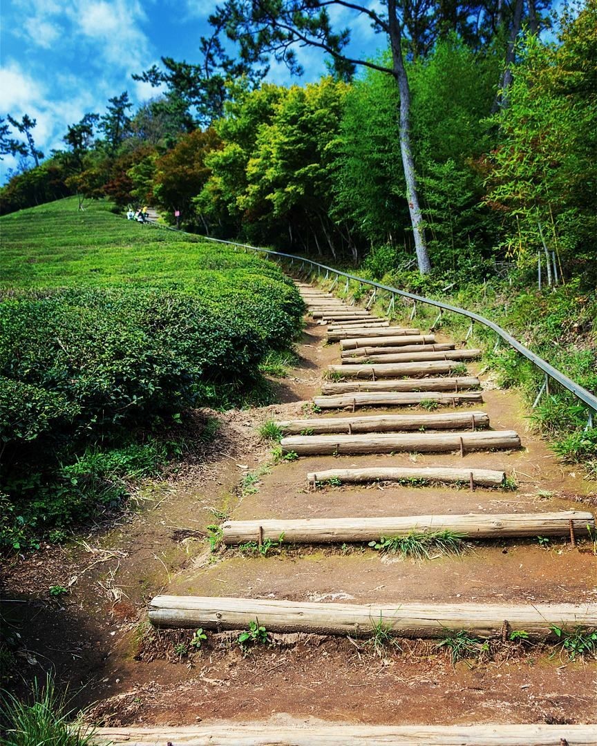 Boseong Green Tea Fields's walking trail