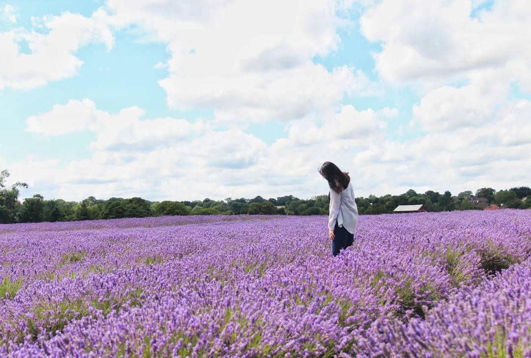 Mayfields Lavender Farm dreamy photogenic spots in London