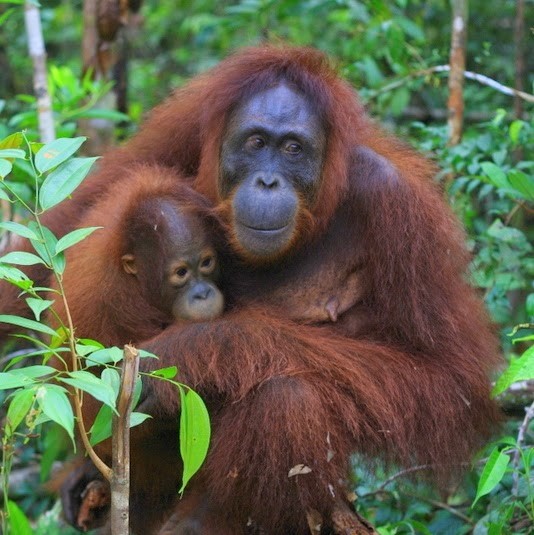 rahai'i pangun cruise orangutan tour