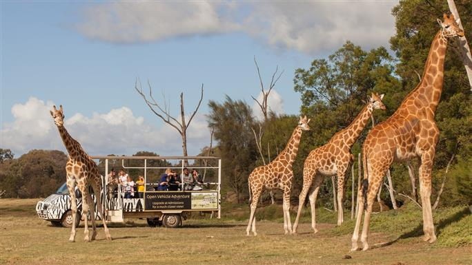 Werribee Open Range Zoo Safari tour unique things to do in Melbourne hidden places in australia