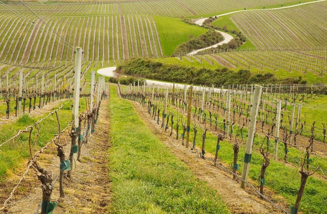 blenheim winery 