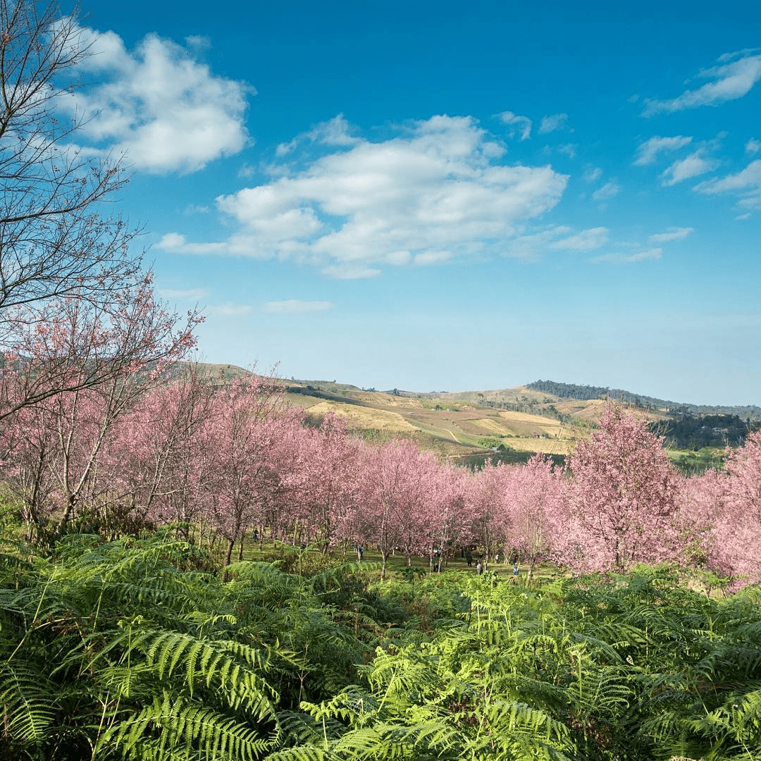Best cherry blossoms in Thailand (12) - Phu Lom Lo
