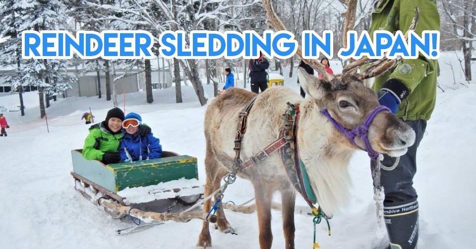 reindeer sledding in japan