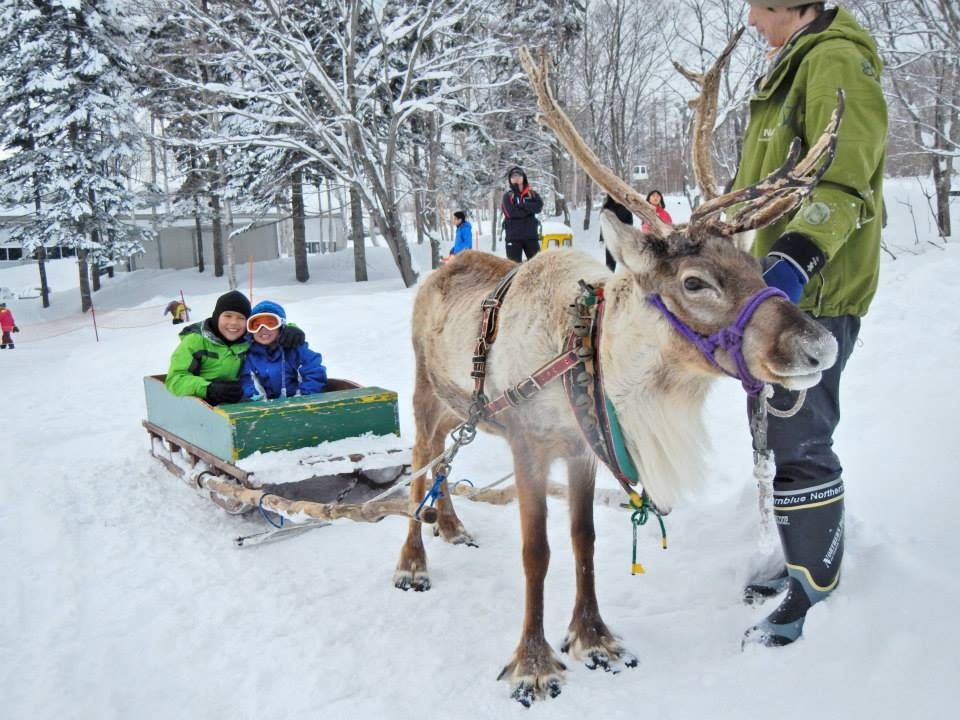reindeer sledding