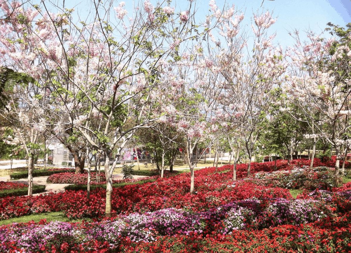 Cold places in Southeast Asia Wang Nam Khiao Flora Park cherry blossoms