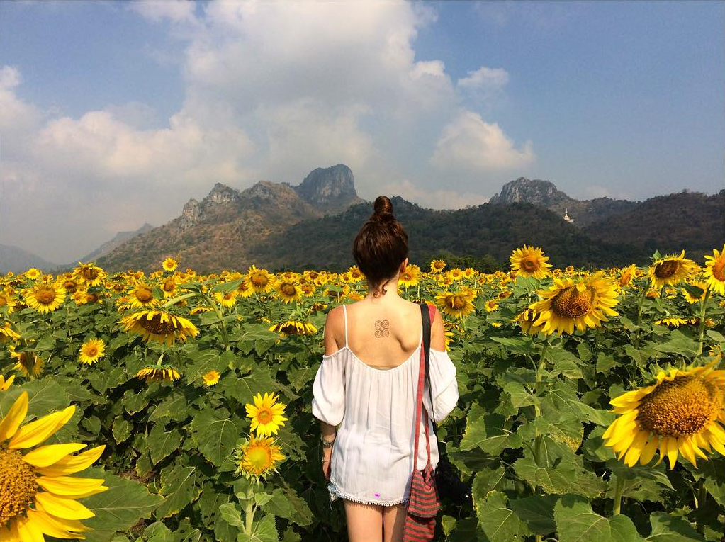 Image result for saraburi sunflower field khao yai