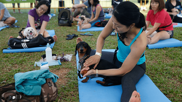 dog yoga doga Singapore