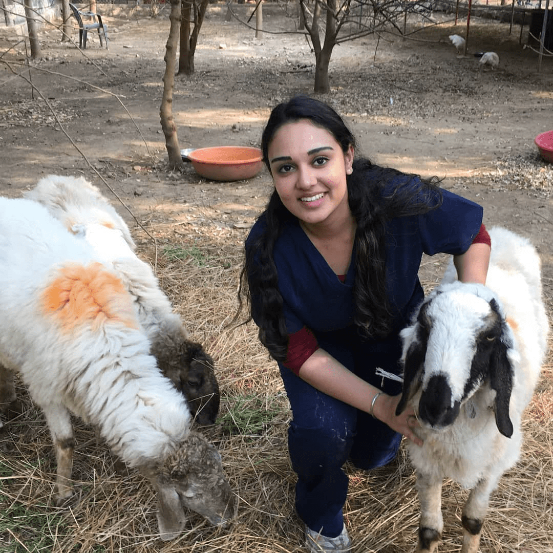 Helping at an animal rescue centre in India - goats 