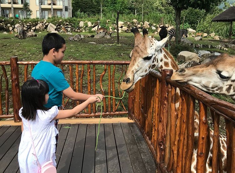 children feed zoo giraffe hotel indonesia