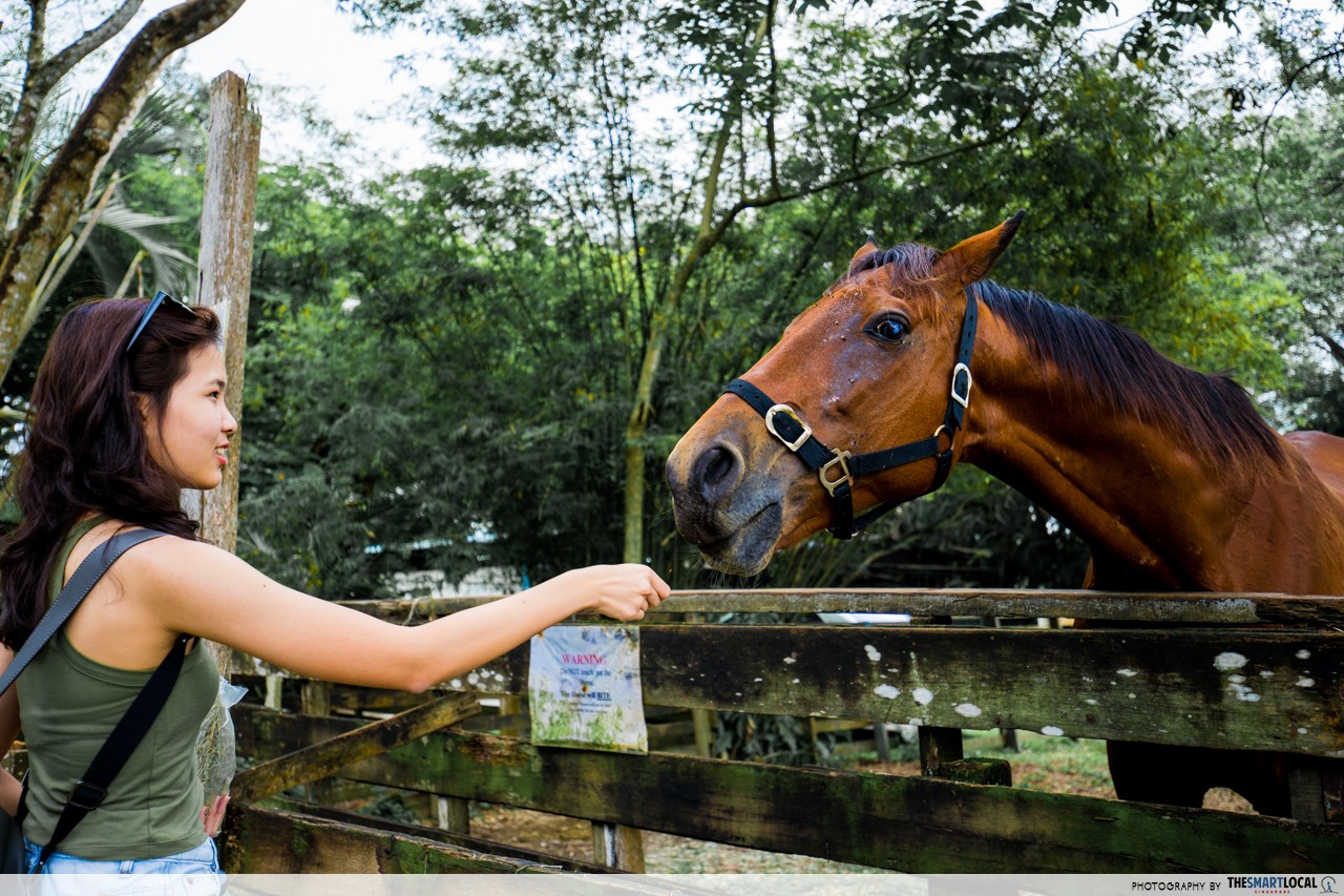 Seletar secret animal resort  horse