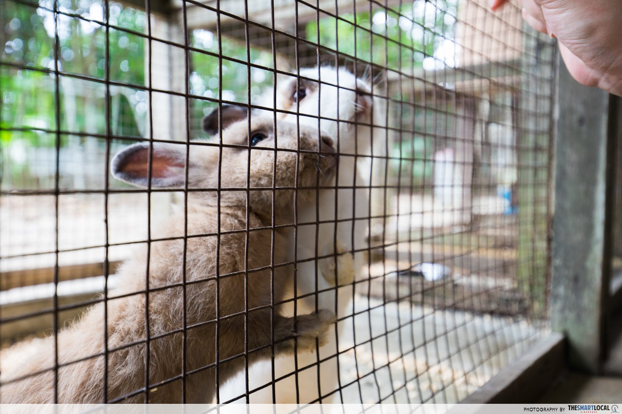 Seletar secret animal resort petting zoo