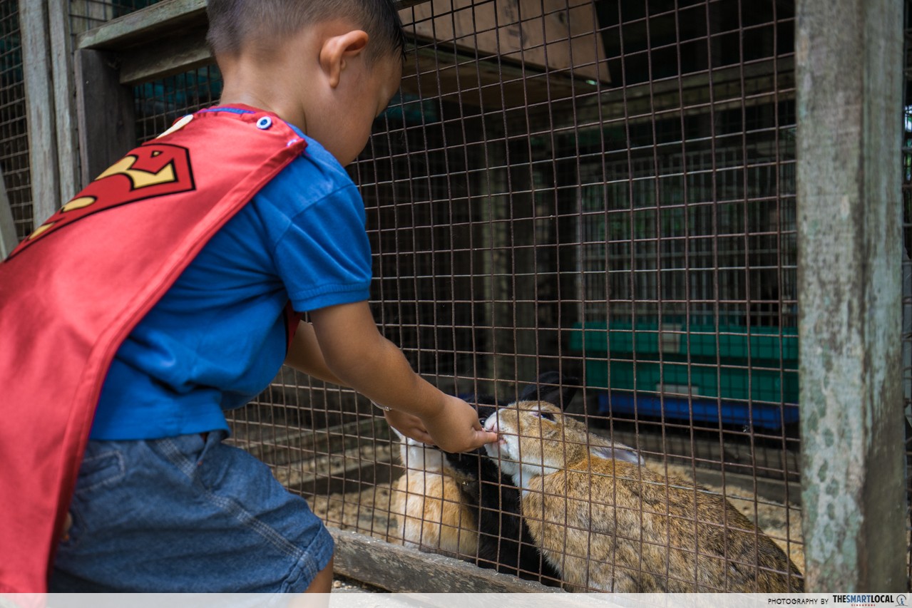 the animal resort seletar animal feeding bunnies 