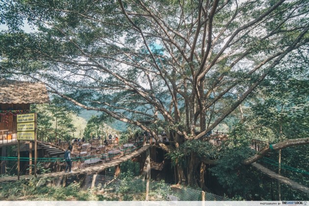 The Giant Chiangmai tree