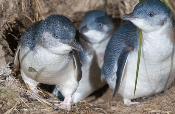 Granite Island - Little Penguins