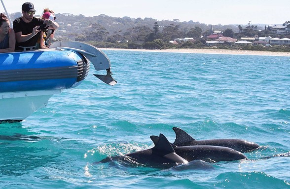 Seal Island - dolphin spotting