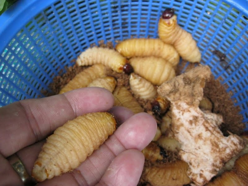 Bintulu - Butod worms