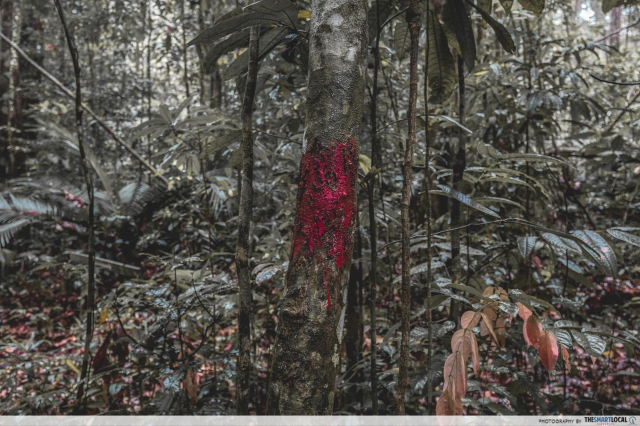 Bintulu - red markings on trees