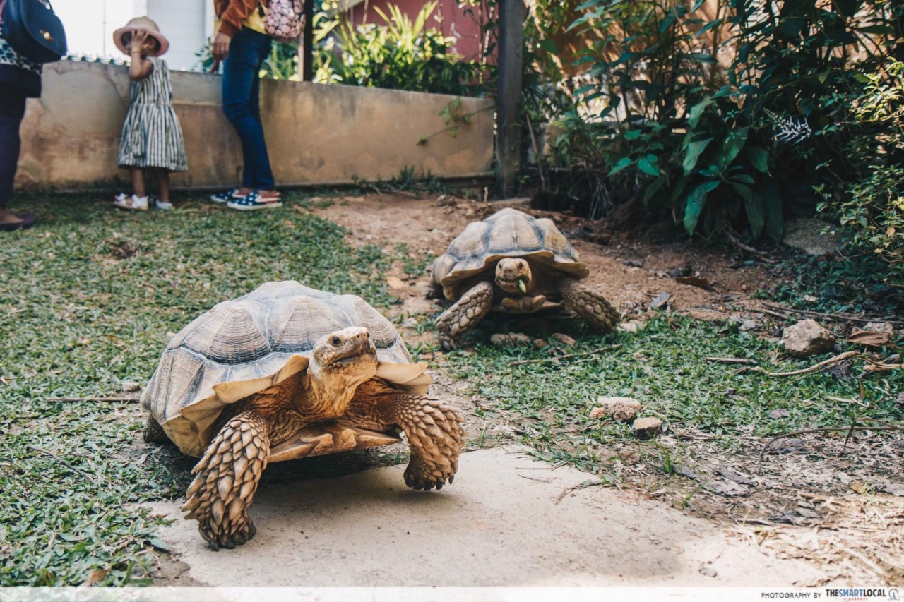 Live Turtle and Tortoise Museum singapore