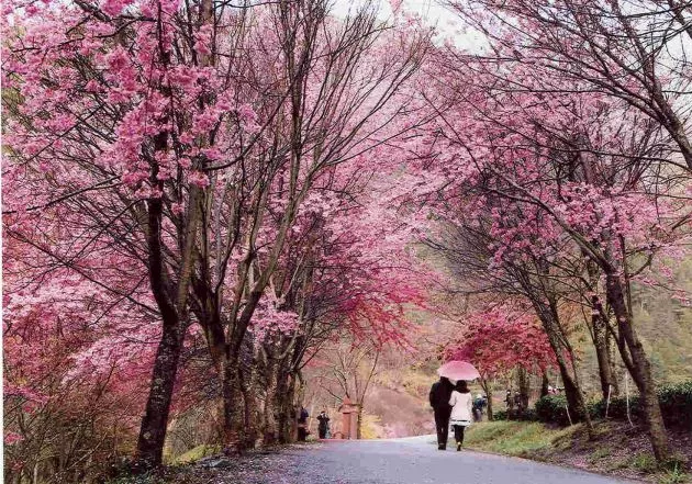 wuling farm cherry blossom season