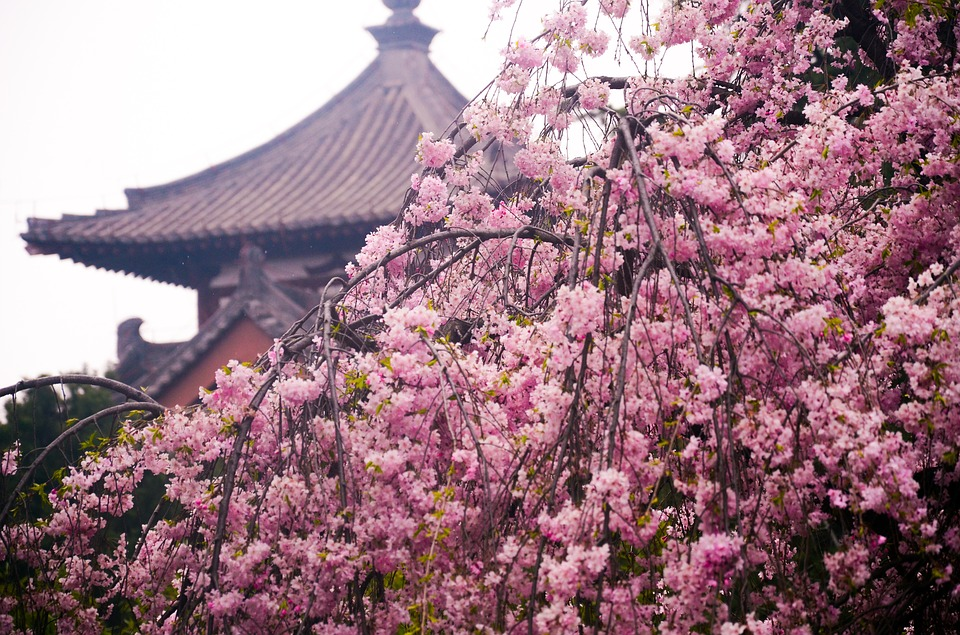 Taiwan cherry blossom North Jishi temple