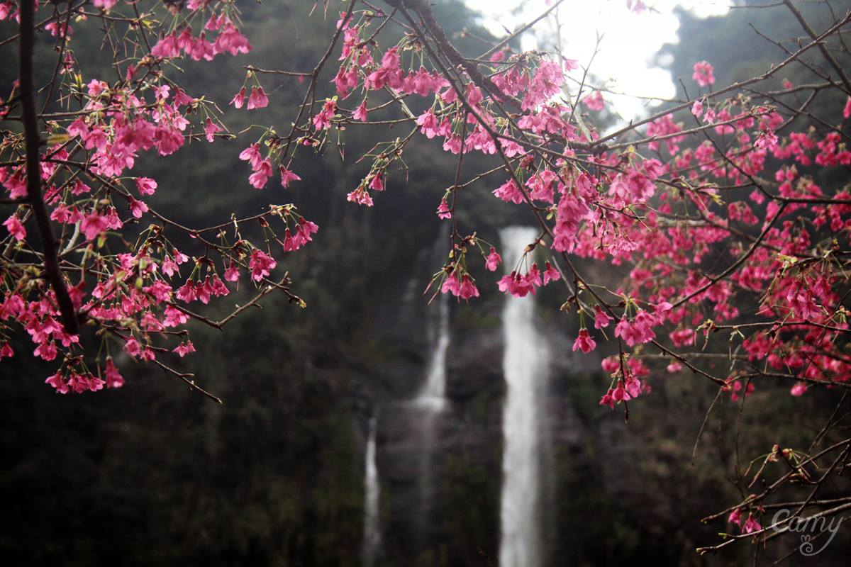 Wulai cherry blossom