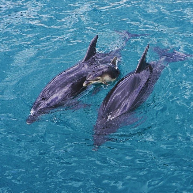 Dolphins swimming across