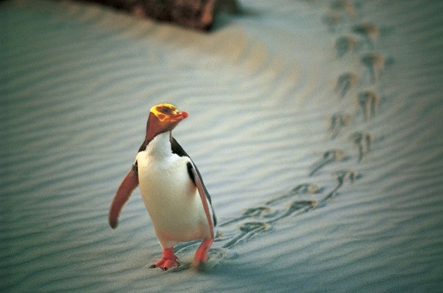 A yellow-eyed penguin padding its way across the sand
