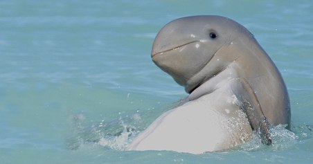rare snubfin dolphin at cape leveque broome