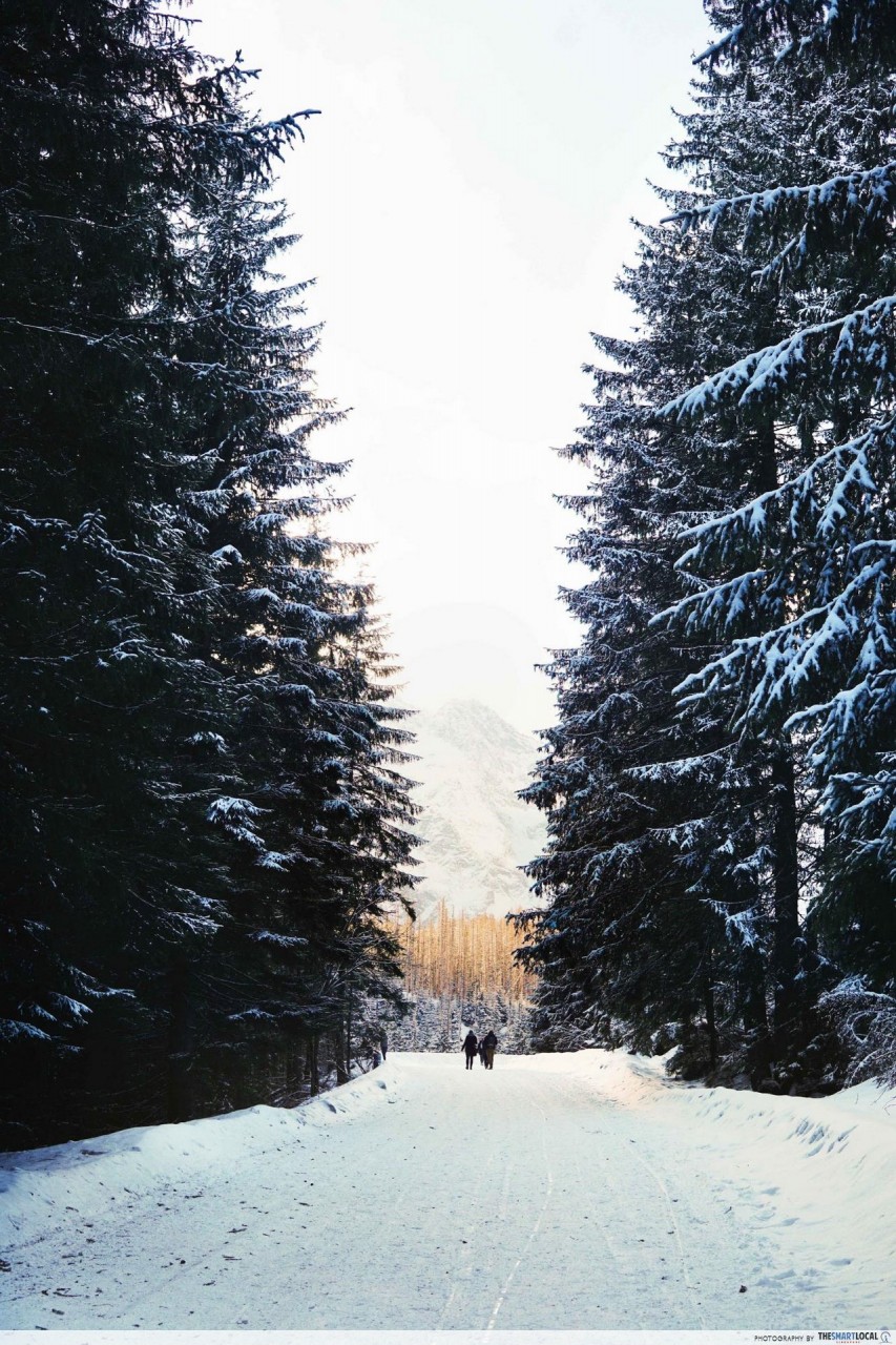 Hiking in Europe - path between snowy trees 