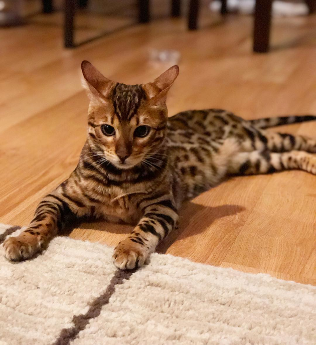 Exotic breeds like the bengal cat