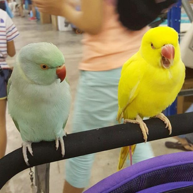 Colourful birds at the Pet Expo