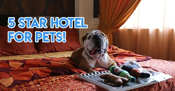 Pet hotels - 5 star pet hotel