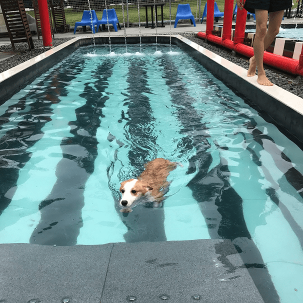 Pet hotel - swimming pool for doggo