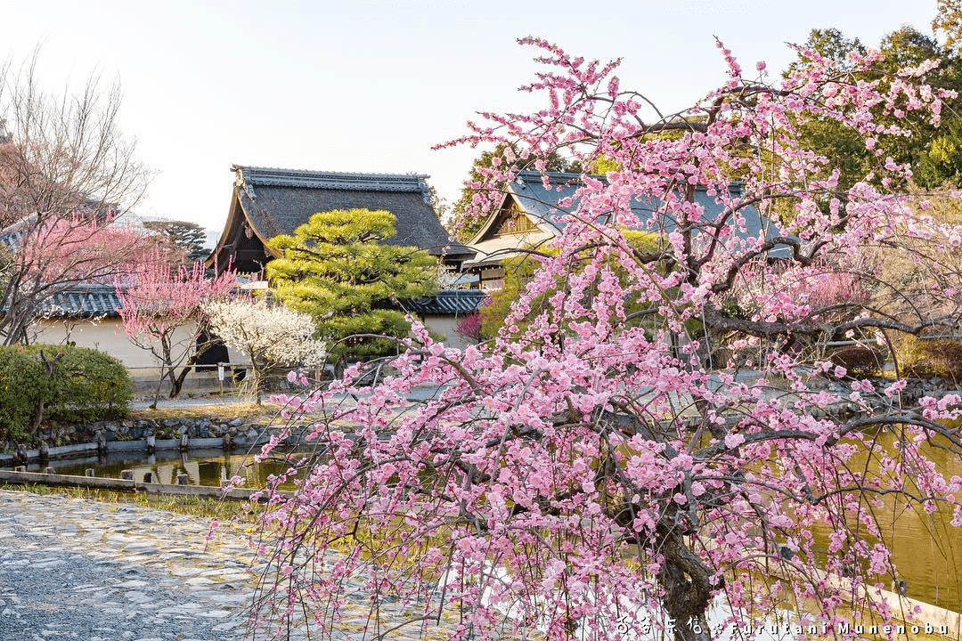 Chinalife - cherry blossoms and temples