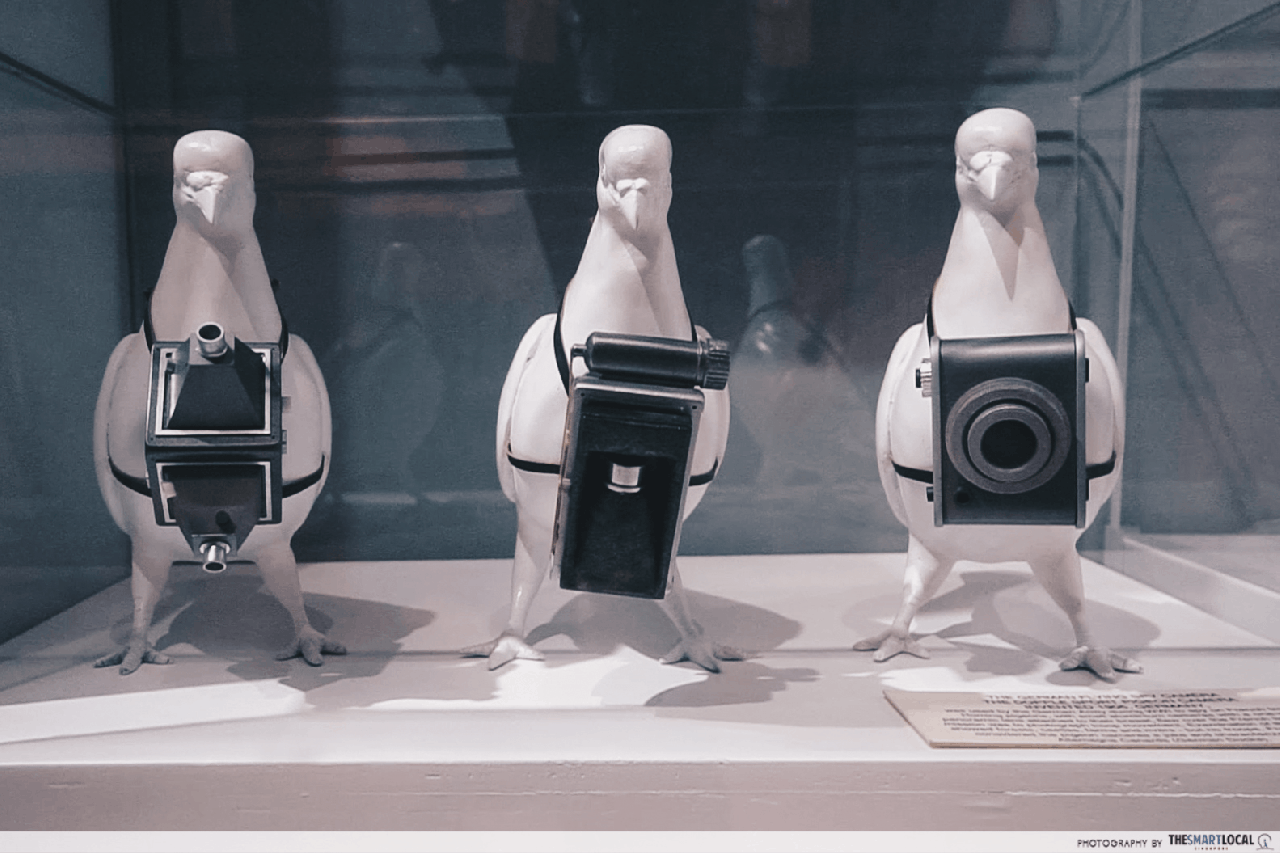 pigeon cameras
