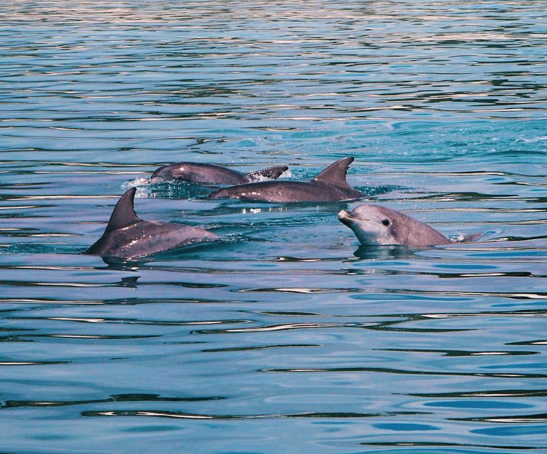 Port Stephens Sydney - dolphin-watching