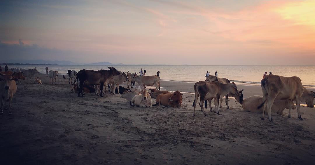 rampayan island kota kinabalu cows on the beach
