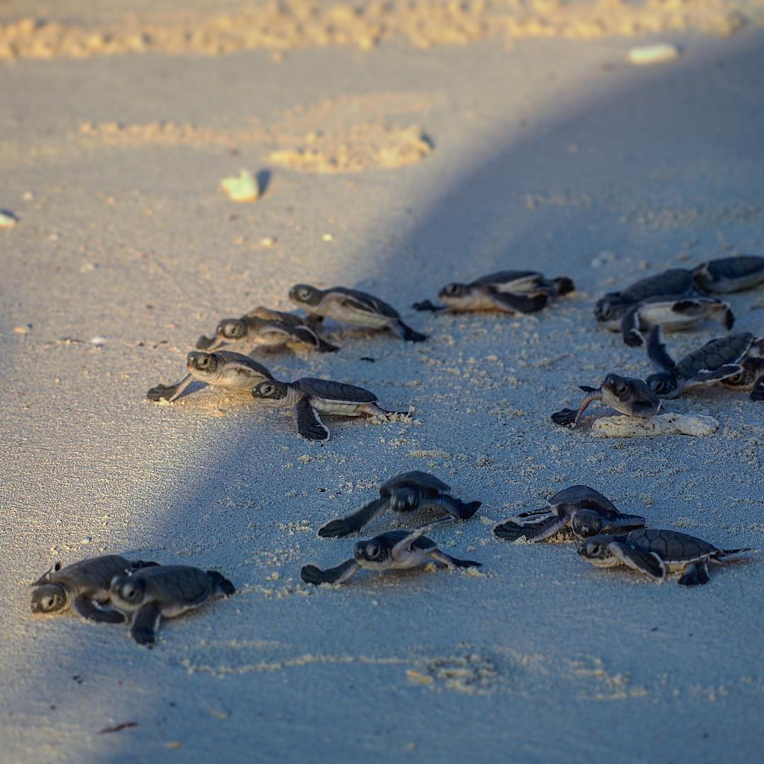 lankayan island kota kinabalu turtle hatchlings
